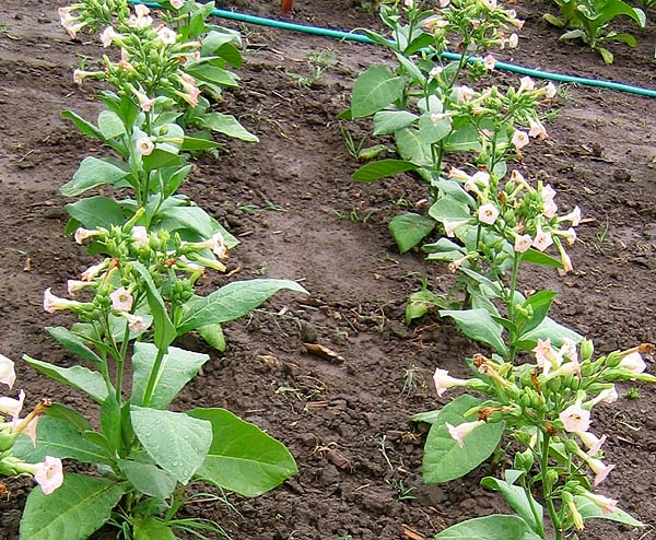 Ahus Seeds