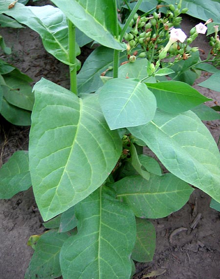 Ahus Seeds