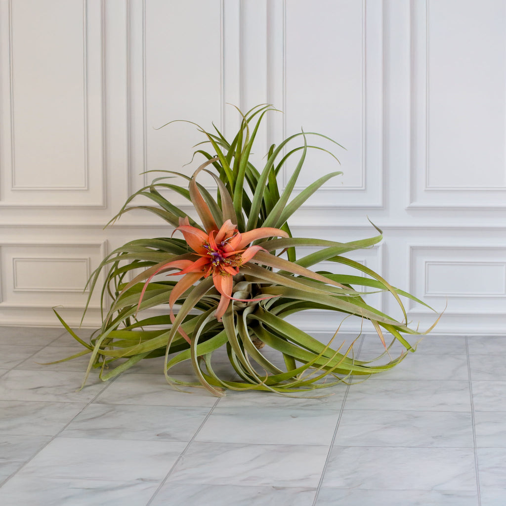Tillandsia Capitata Peach Air Plant