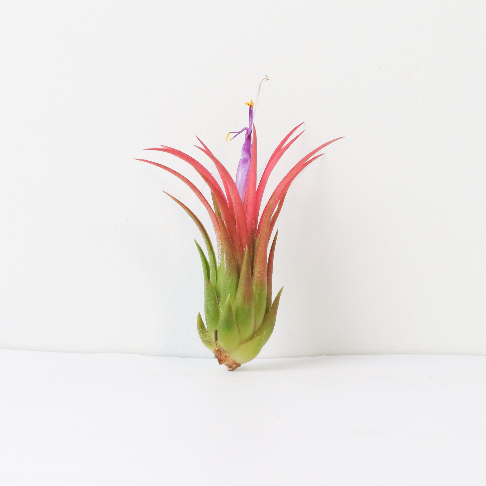 Tillandsia Ionantha Fuego Air Plant
