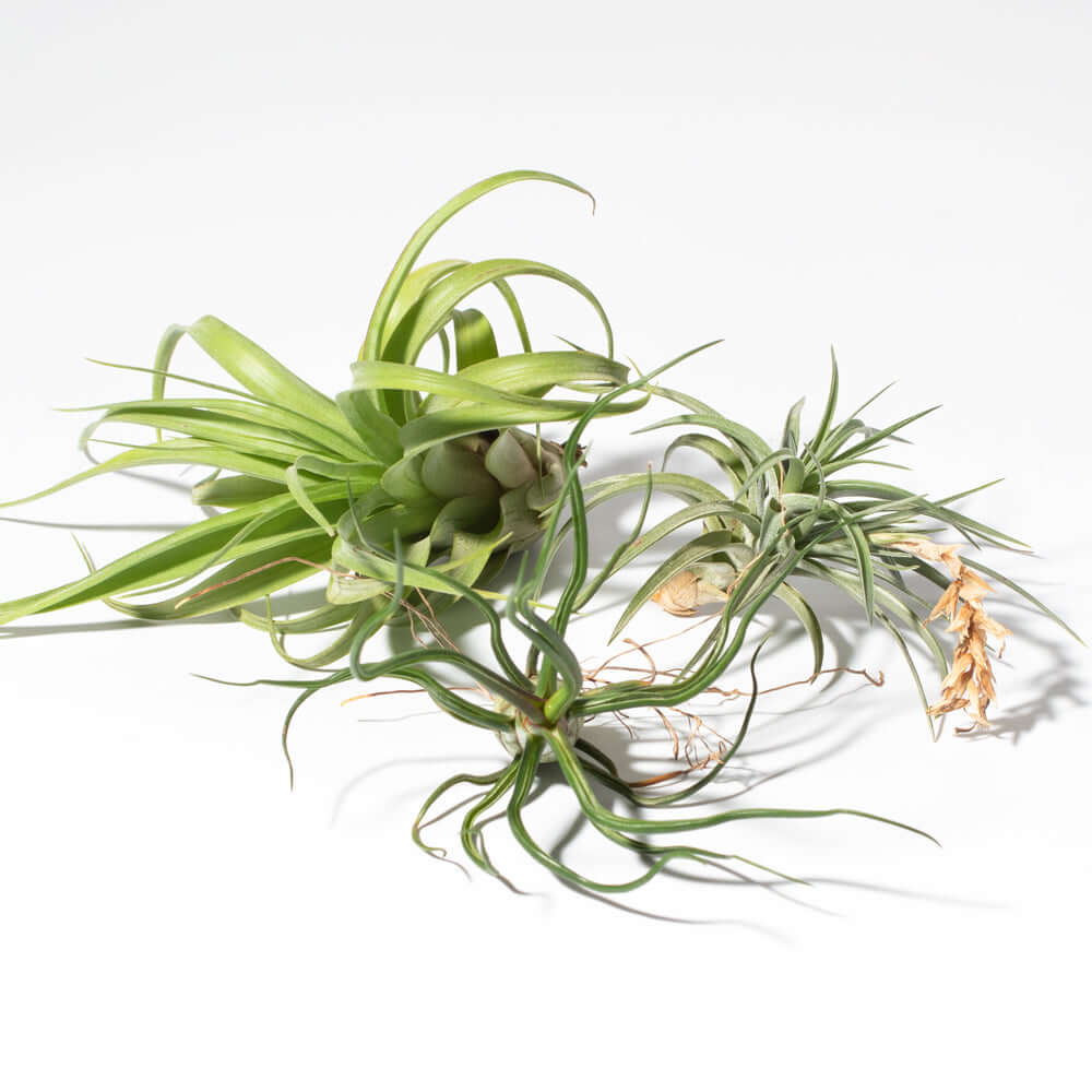 Tillandsia Grower's Choice Airplant 3 Pack Bundle