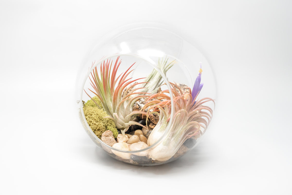 Large Hand-Blown Glass Terrarium with 3 Tillandsia Ionantha Air Plants