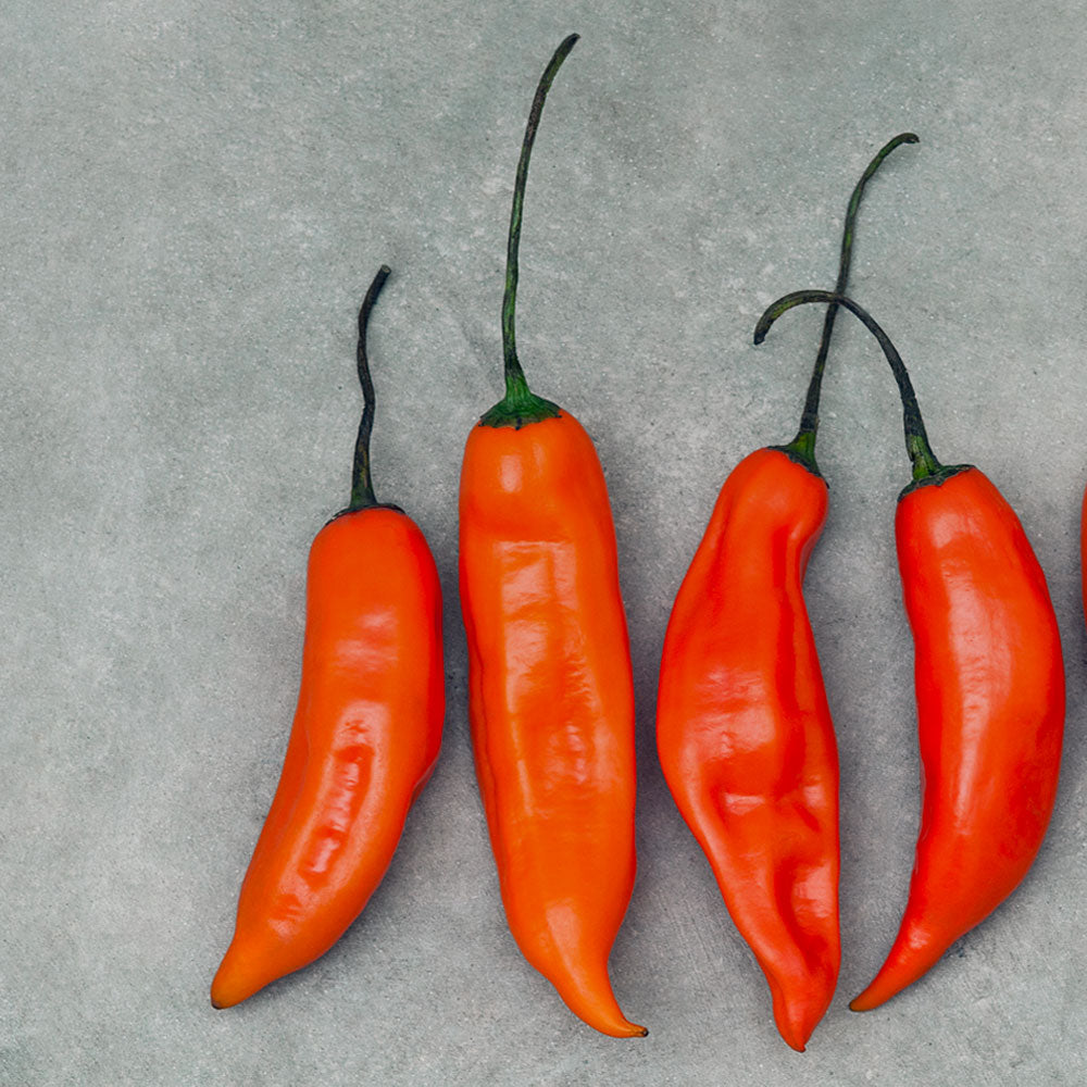 Aji Pepper Seed Collection