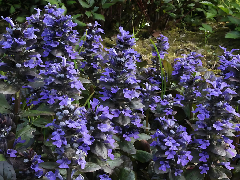 Ajuga 'Catlin's Giant'
