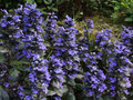 Ajuga 'Catlin's Giant'