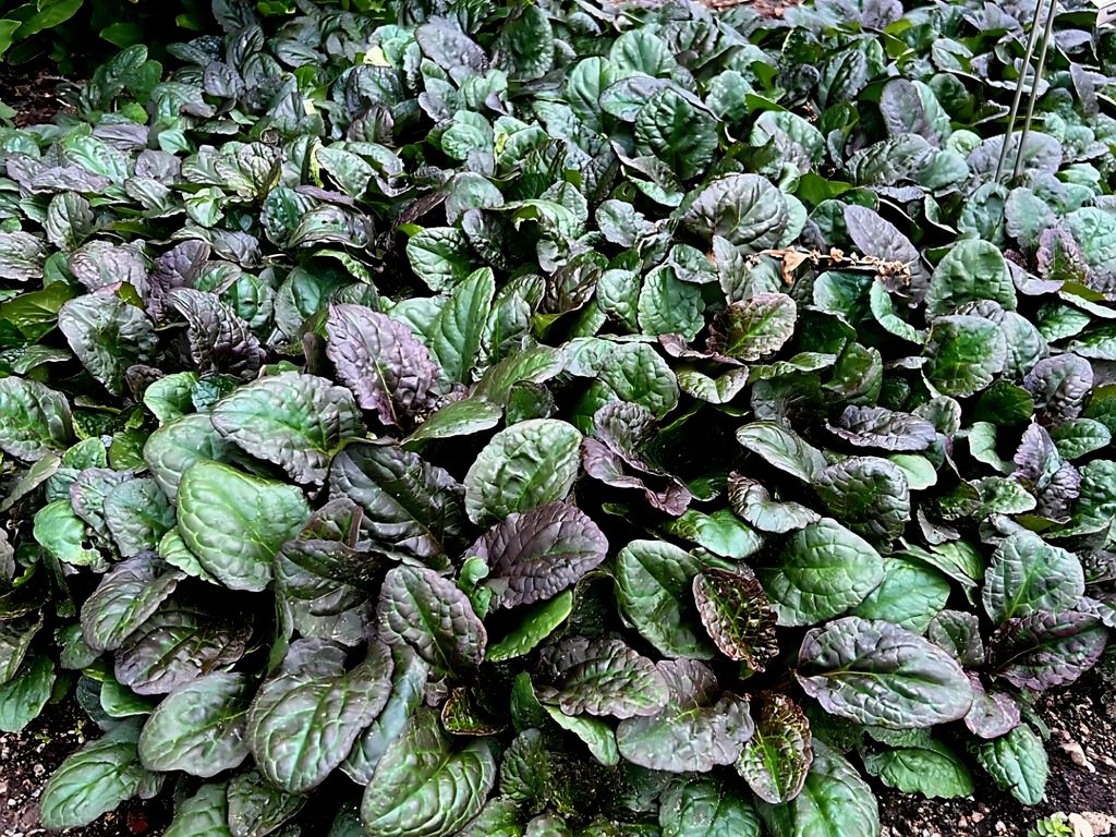Ajuga 'Catlin's Giant'