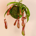 Tropical Pitcher Plant Nepenthes Alata Carnivorous