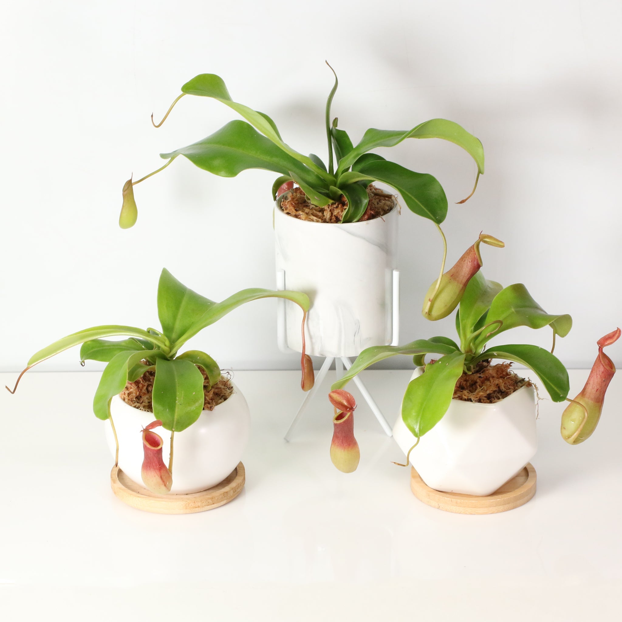 Tropical Pitcher Plant Nepenthes Alata Carnivorous