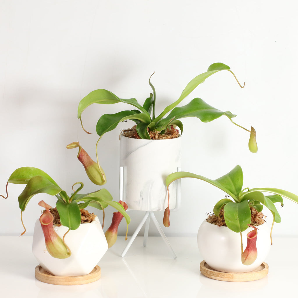 Tropical Pitcher Plant Nepenthes Alata Carnivorous