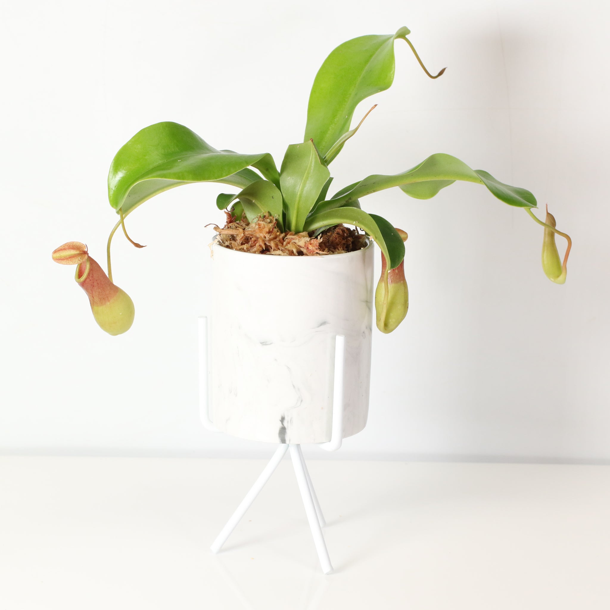 Tropical Pitcher Plant Nepenthes Alata Carnivorous