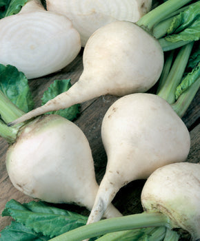 200 White Albino Beet Seeds