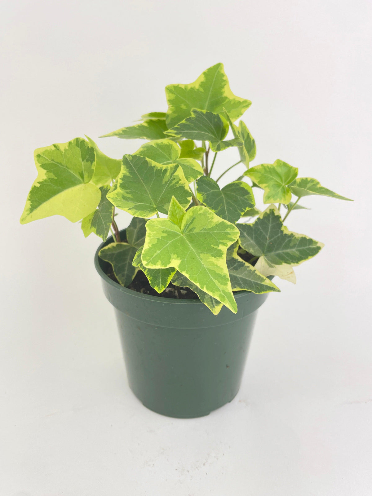 Algeriensis English Ivy Hedera Glacier Variegata