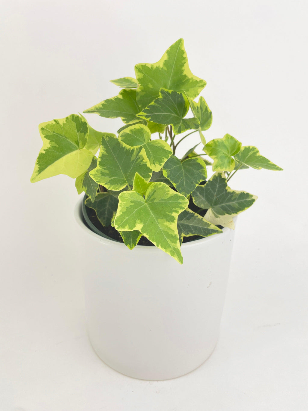 Algeriensis English Ivy Hedera Glacier Variegata