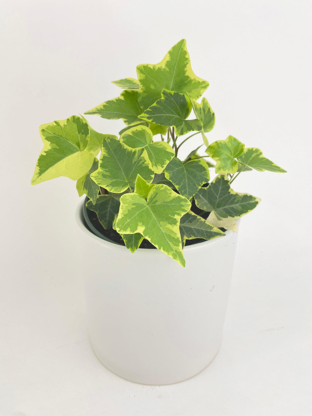 Algeriensis English Ivy Hedera Glacier Variegata