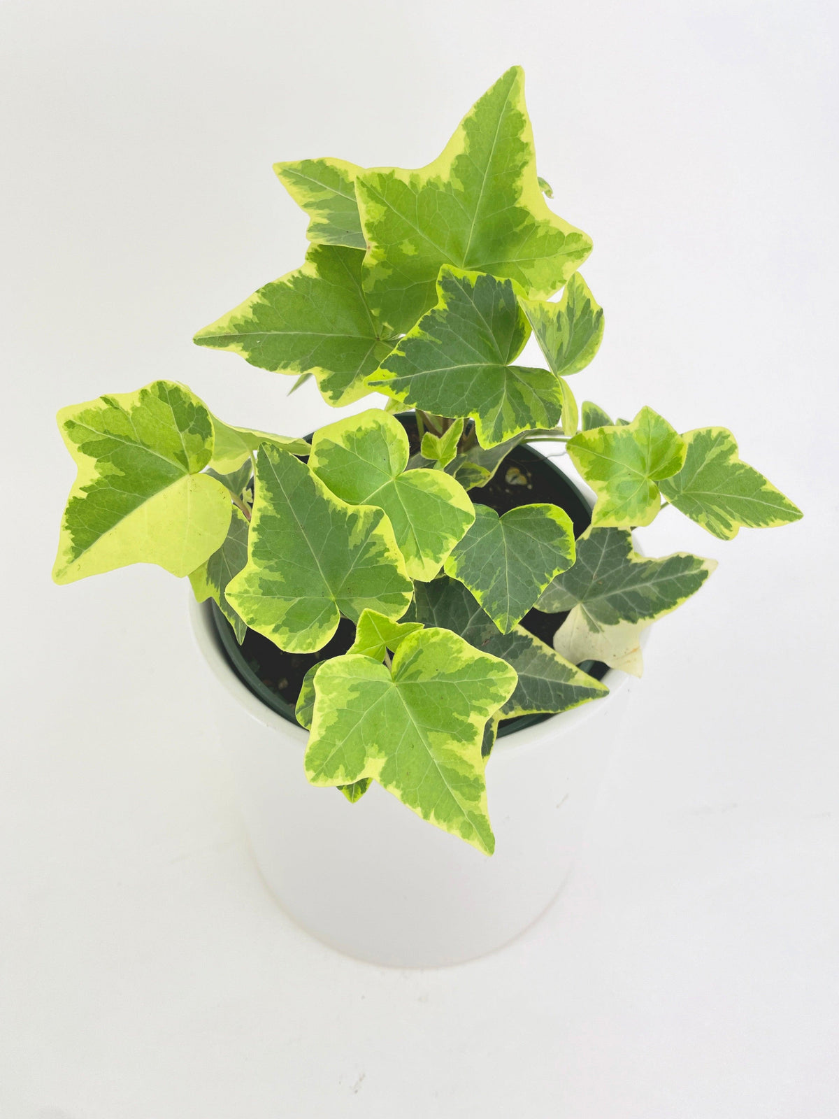 Algeriensis English Ivy Hedera Glacier Variegata