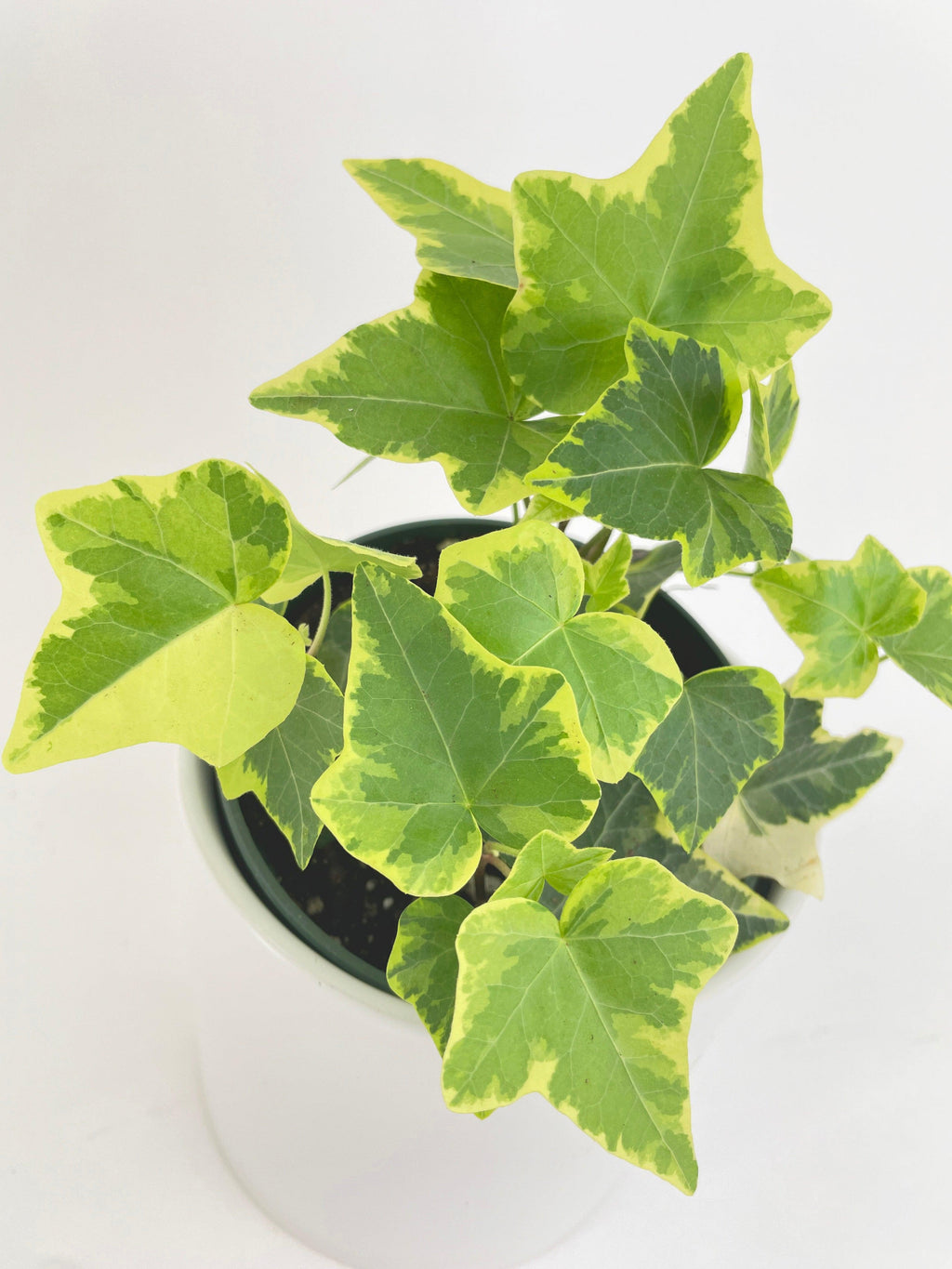 Algeriensis English Ivy Hedera Glacier Variegata