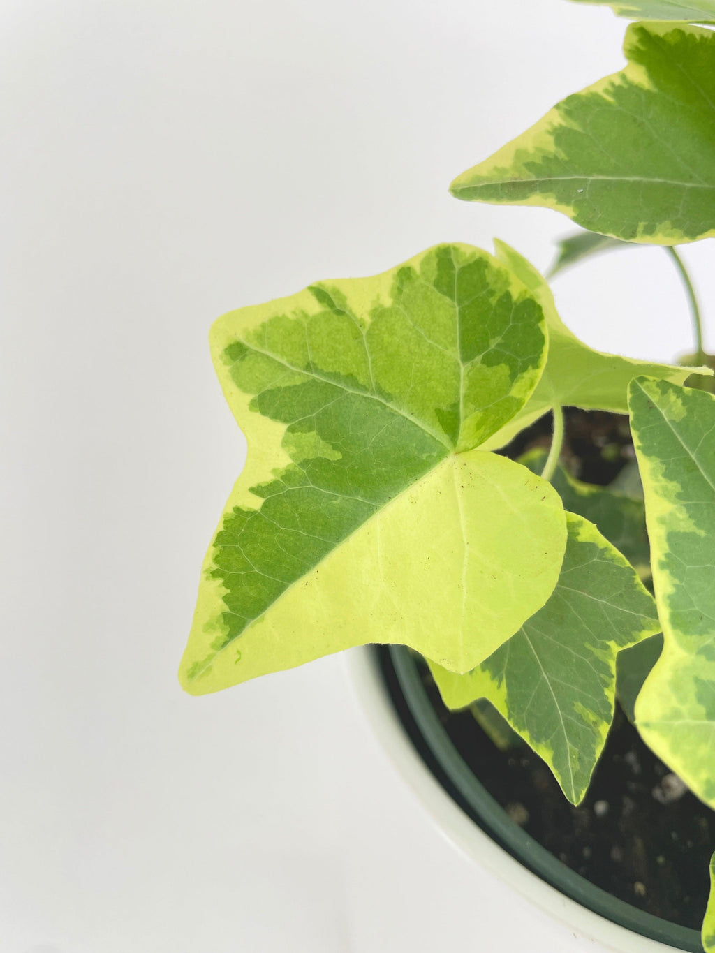 Algeriensis English Ivy Hedera Glacier Variegata