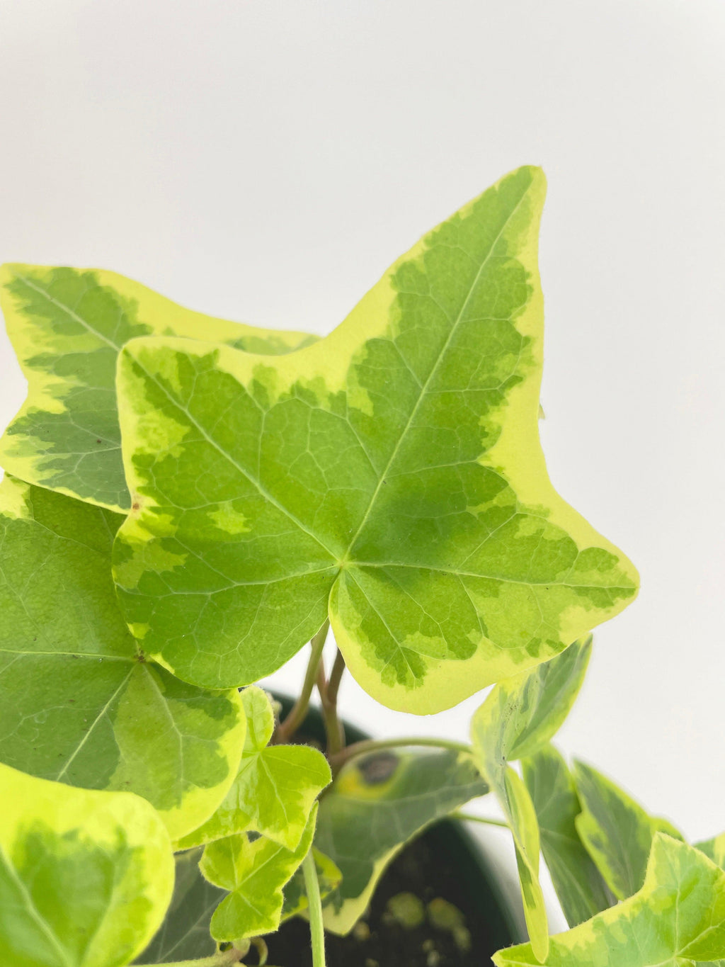 Algeriensis English Ivy Hedera Glacier Variegata