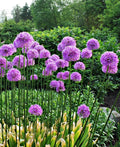 Giganteum Allium - 3 bulbs