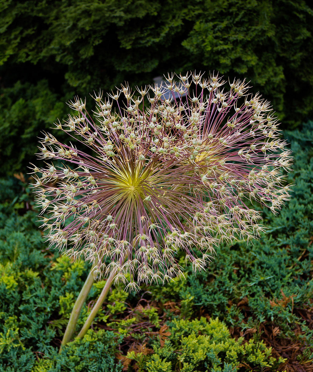 Schubertii Allium - 3 bulbs