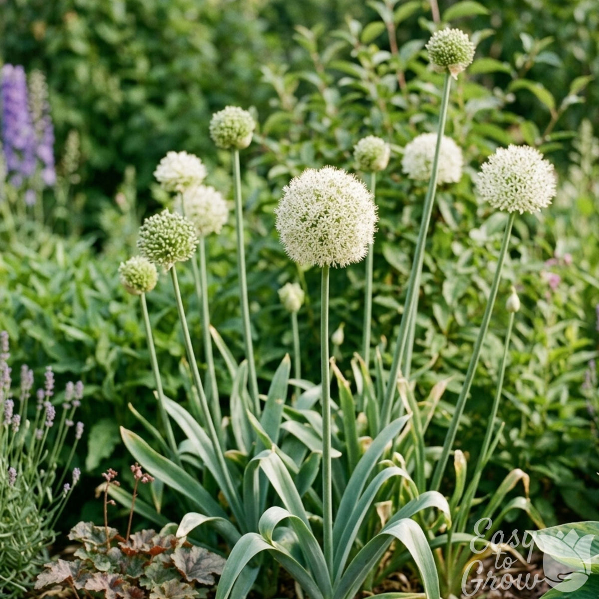 Allium - neapolitanum Flocon