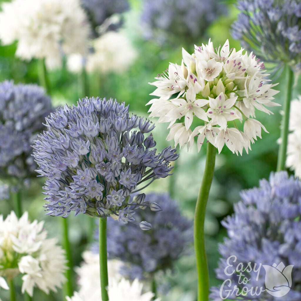 Allium - Ocean Magic Mix