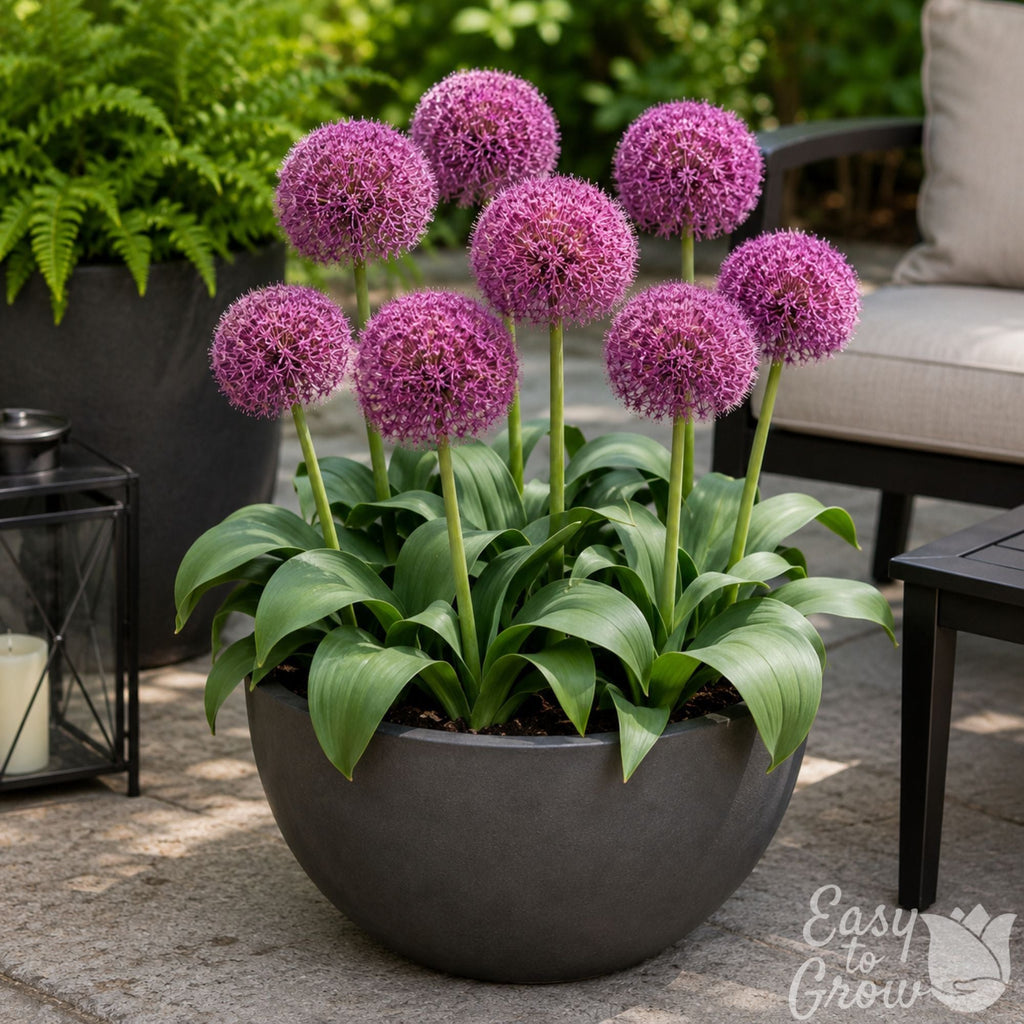 Allium - Red Giant Star