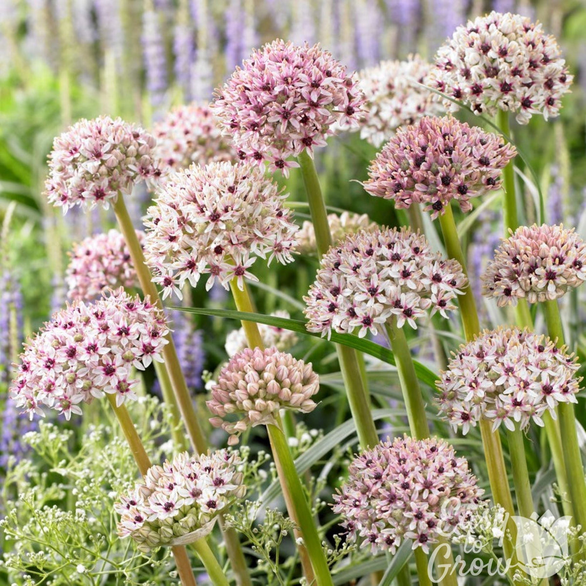 Allium & Tulip - Beauty & Sparkle Blend