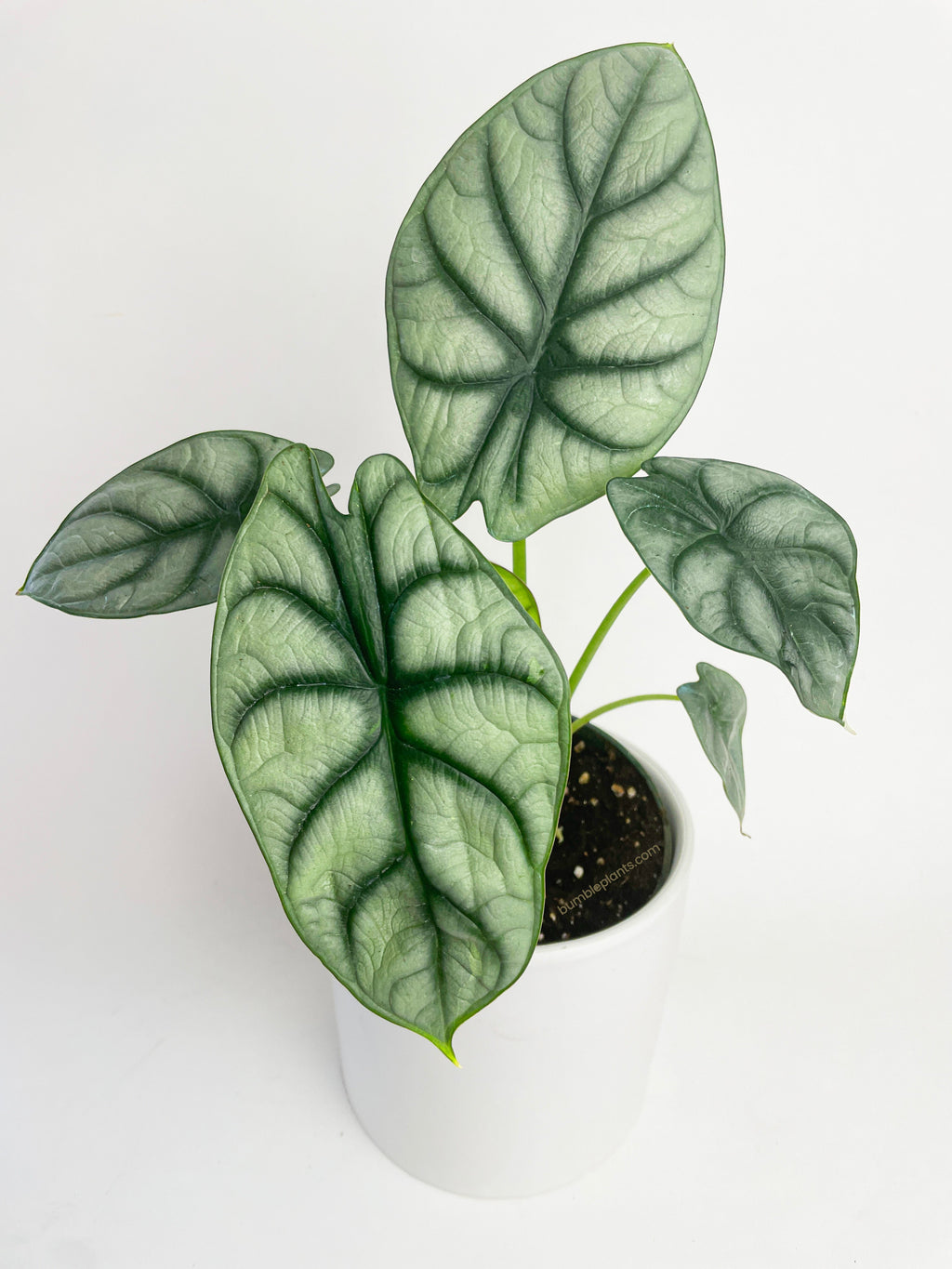 Alocasia Silver Dragon