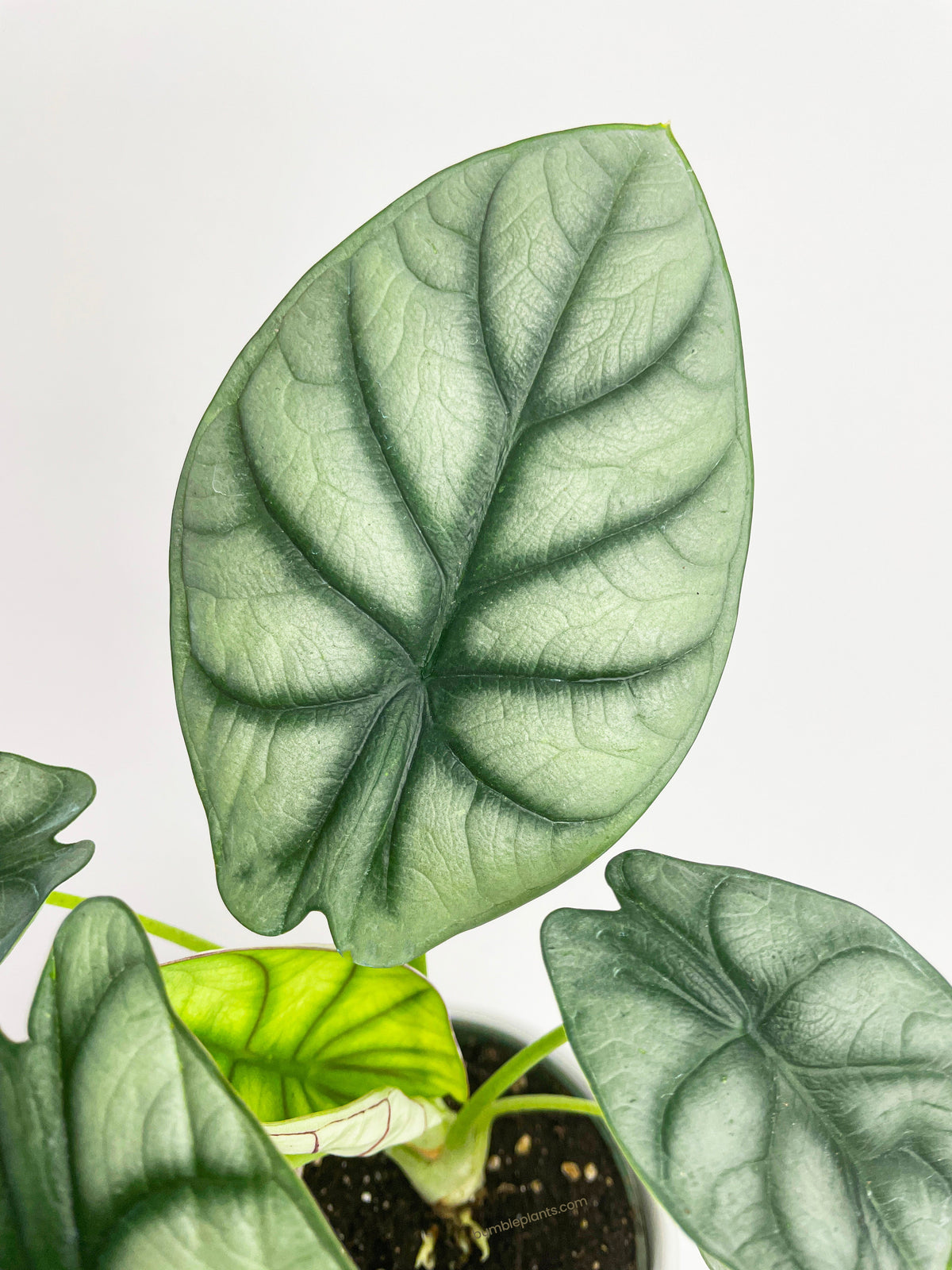 Alocasia Silver Dragon