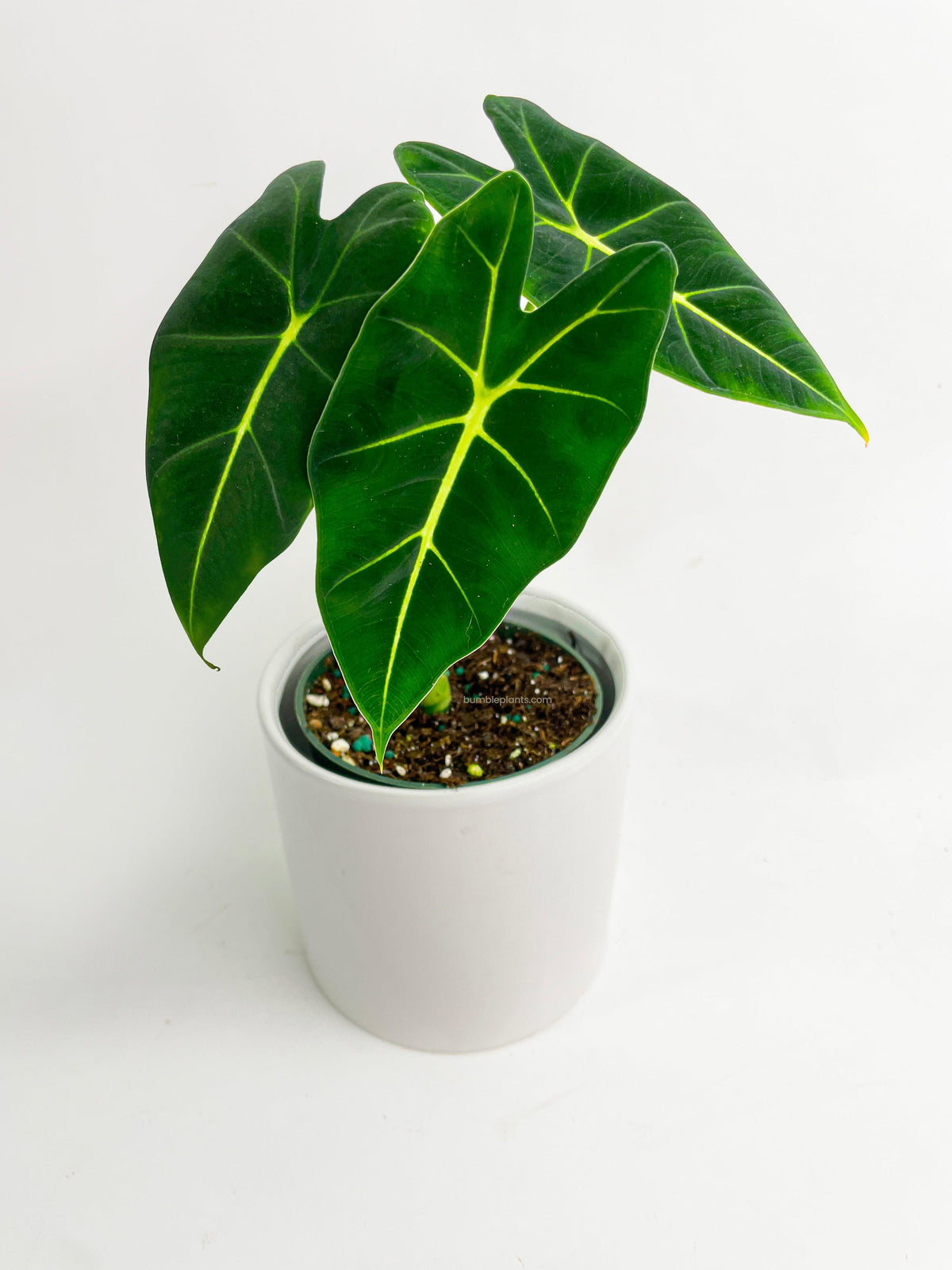 Alocasia Micholitziana 'Frydek' Hybrid