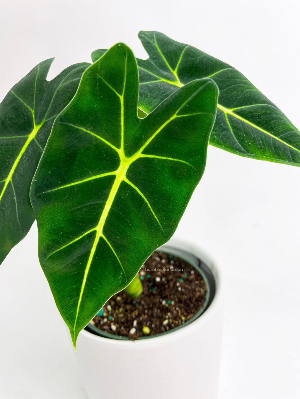 Alocasia Micholitziana 'Frydek' Hybrid