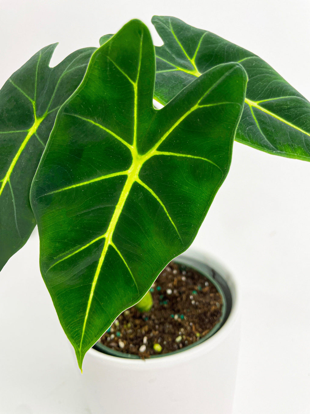 Alocasia Micholitziana 'Frydek' Hybrid