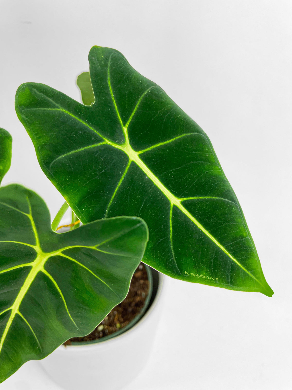 Alocasia Micholitziana 'Frydek' Hybrid