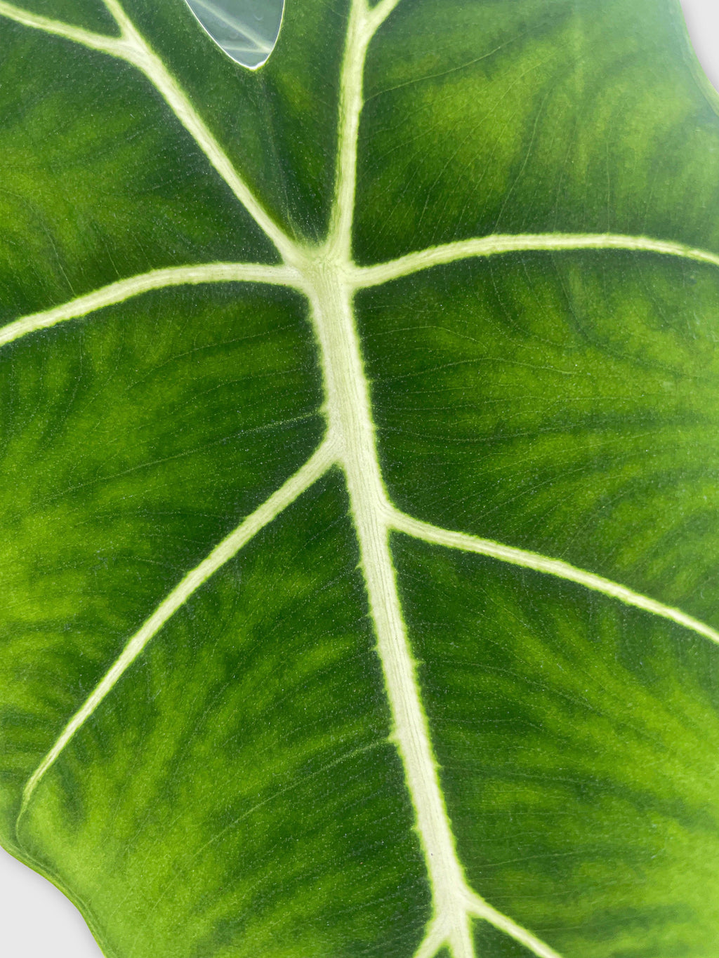 Alocasia Micholitziana 'Frydek' Hybrid