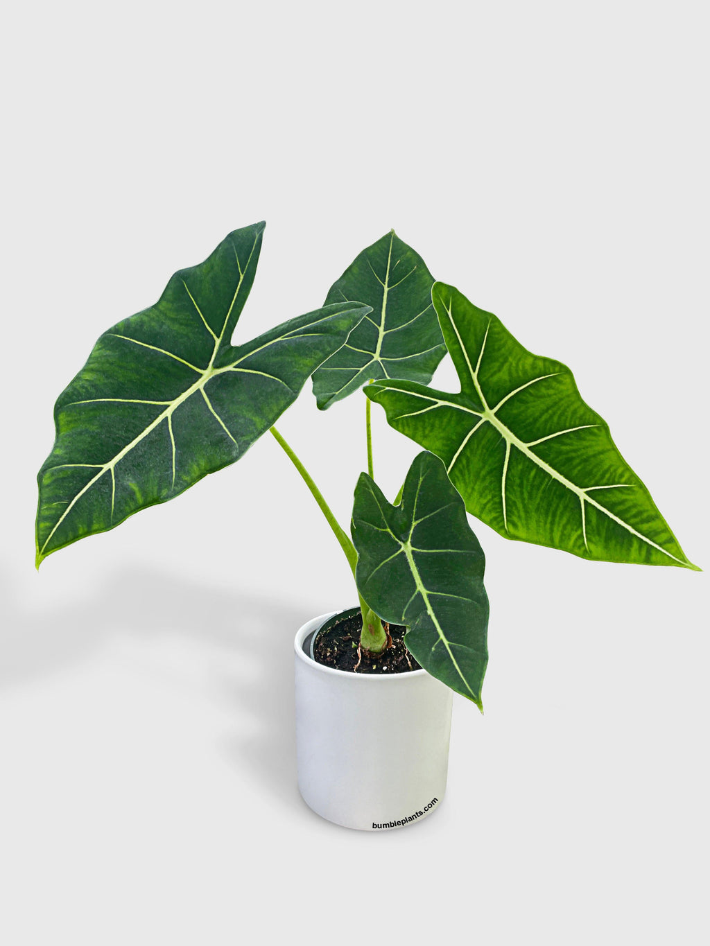 Alocasia Micholitziana 'Frydek' Hybrid