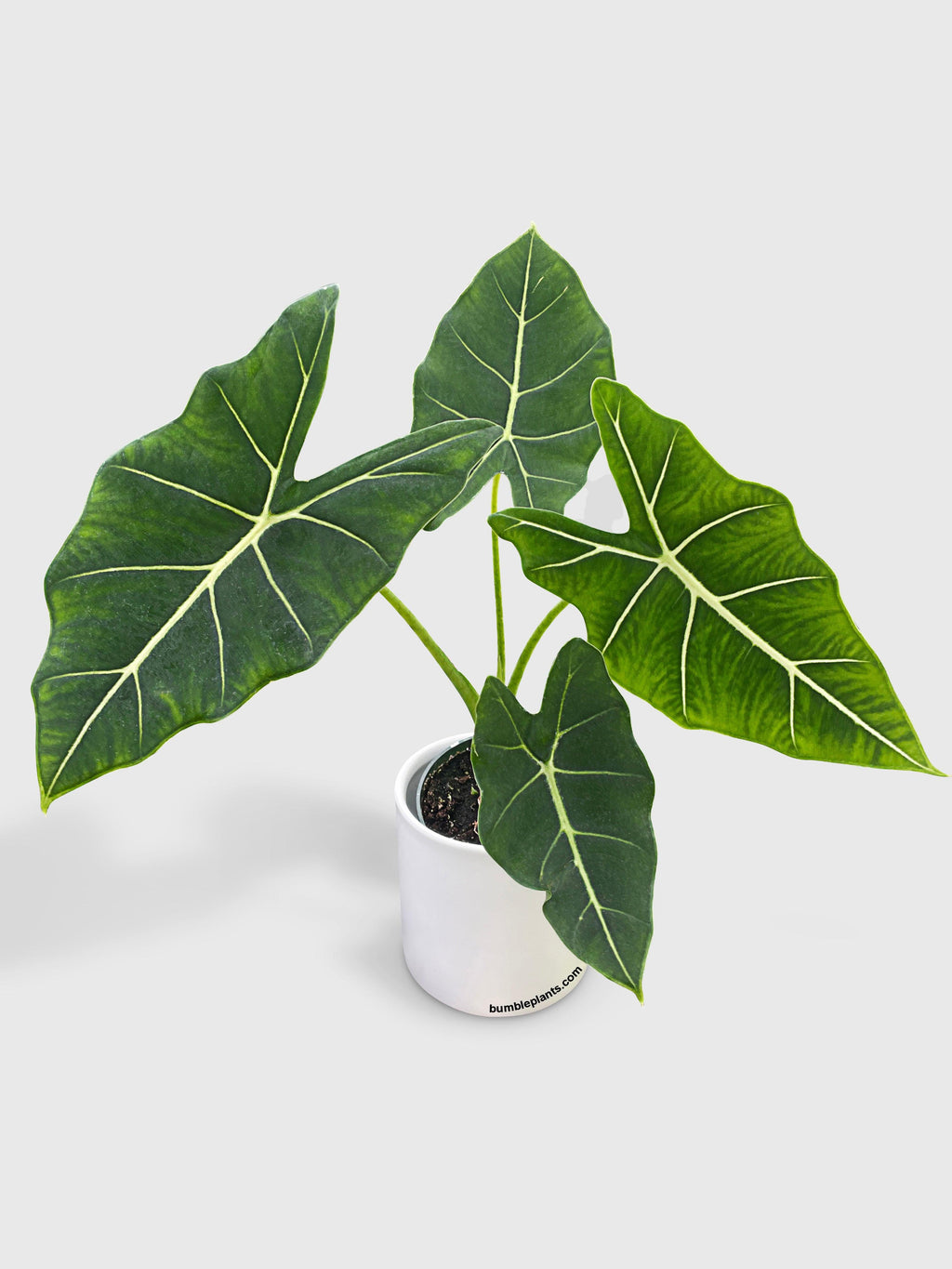 Alocasia Micholitziana 'Frydek' Hybrid