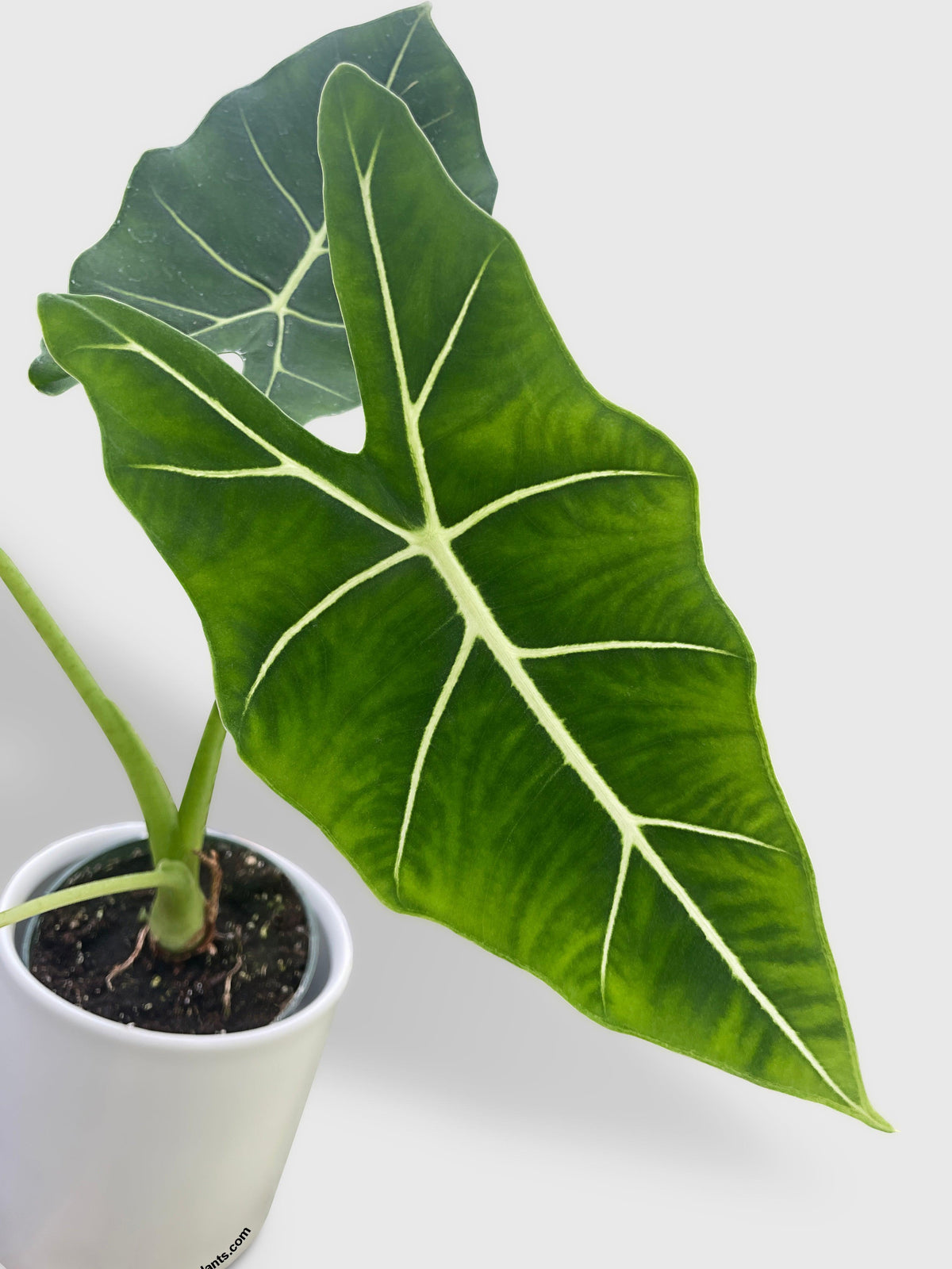 Alocasia Micholitziana 'Frydek' Hybrid