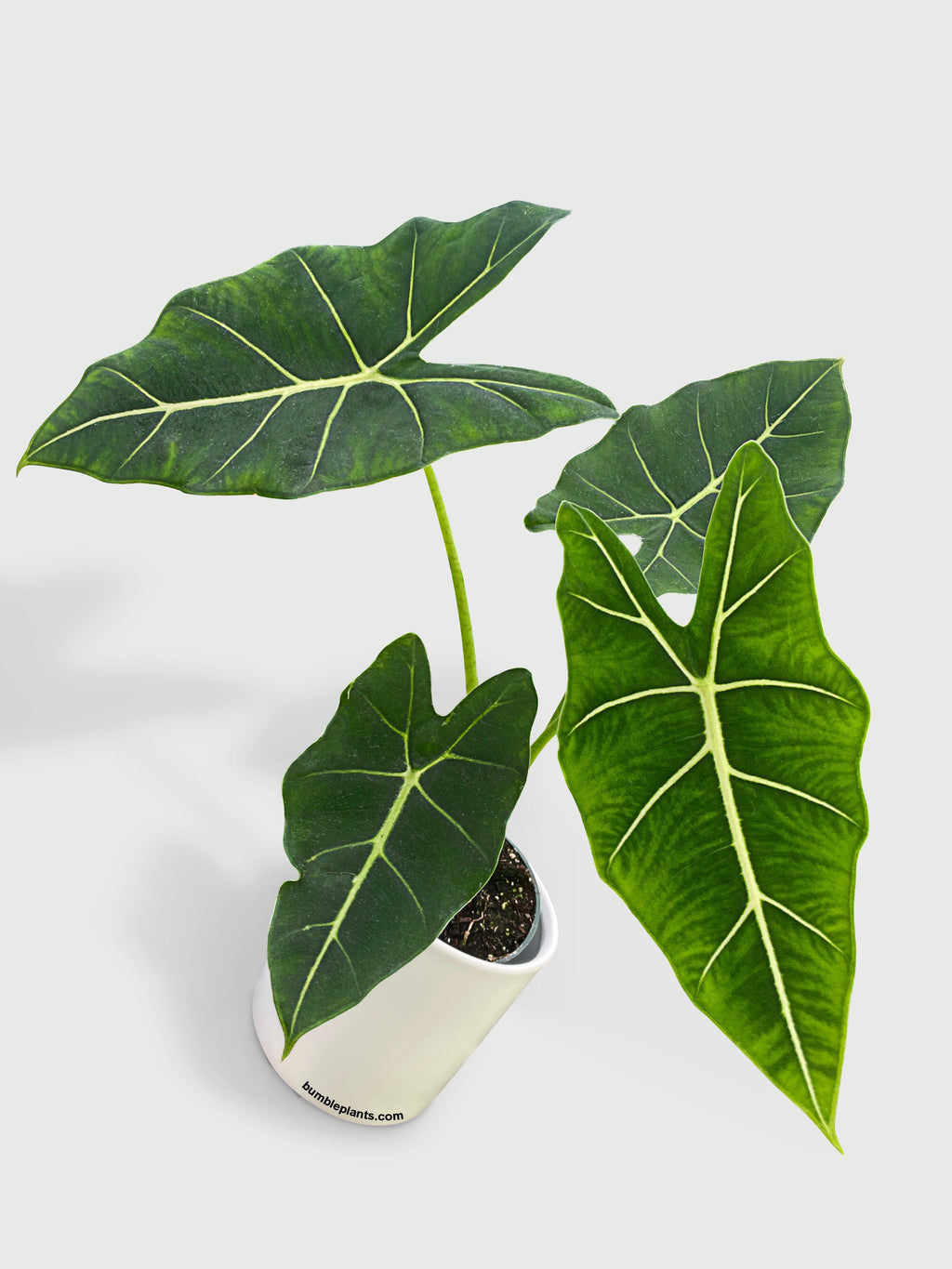 Alocasia Micholitziana 'Frydek' Hybrid
