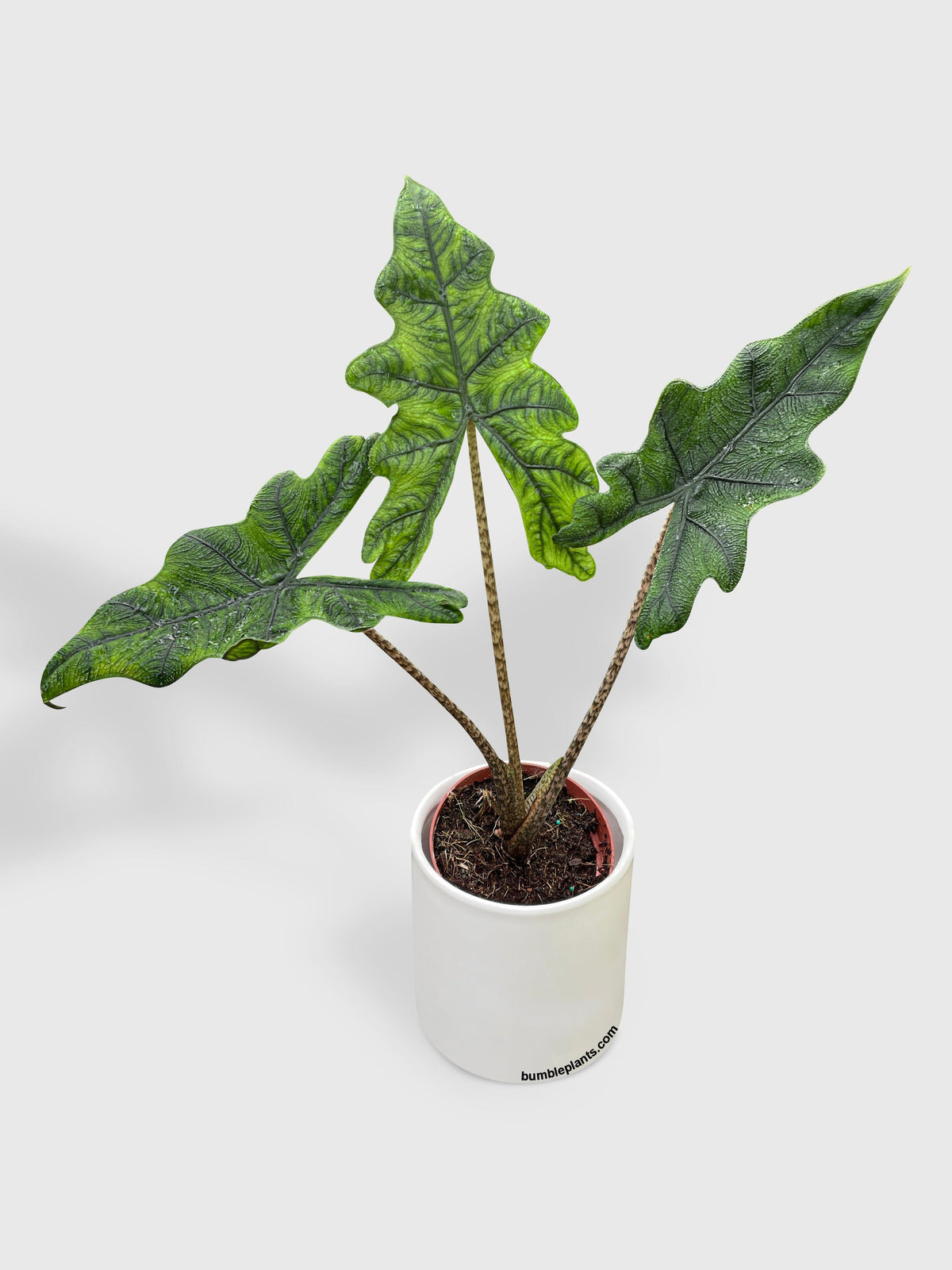 Alocasia Jacklyn