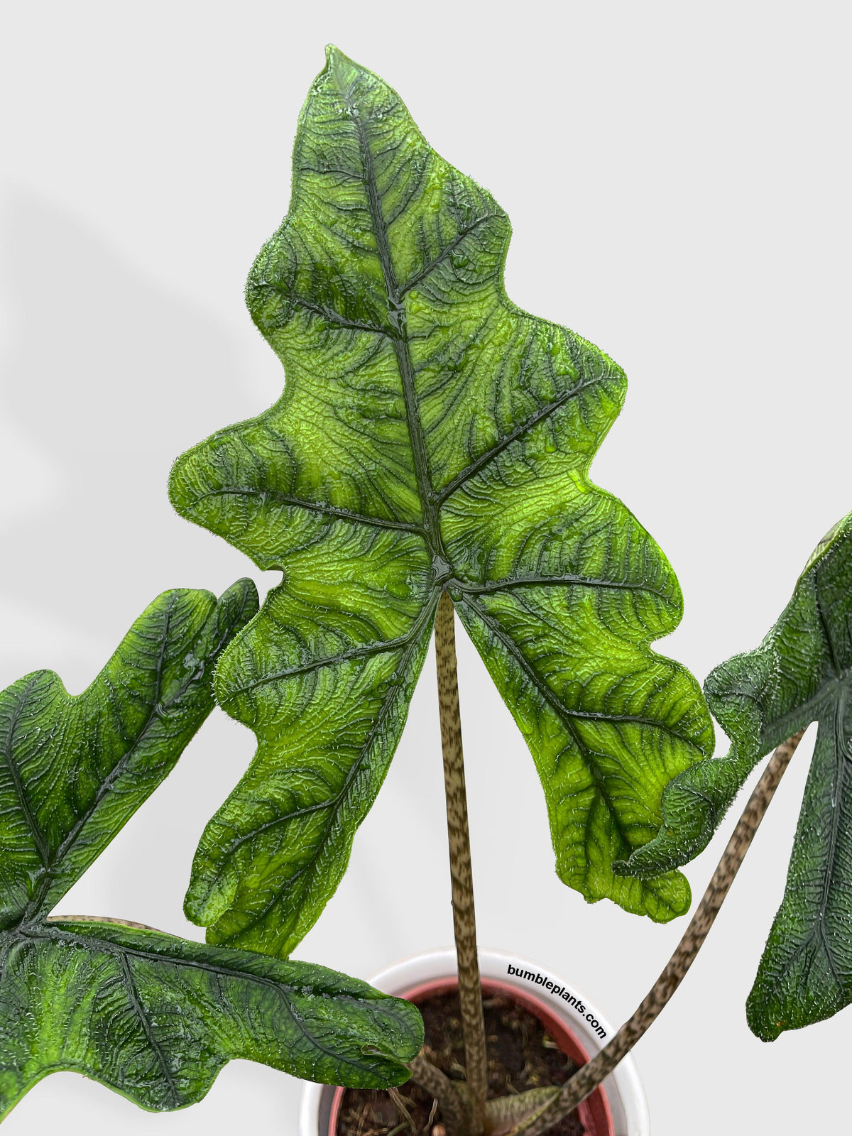 Alocasia Jacklyn