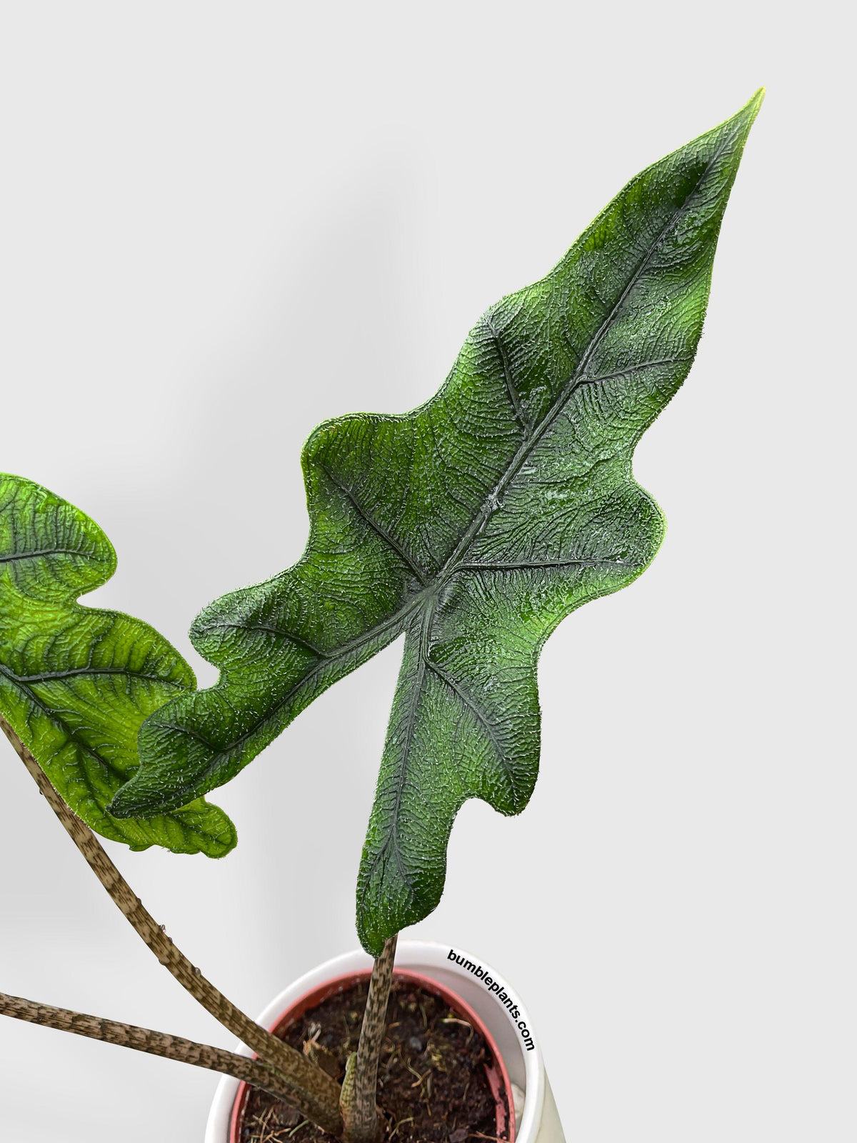Alocasia Jacklyn