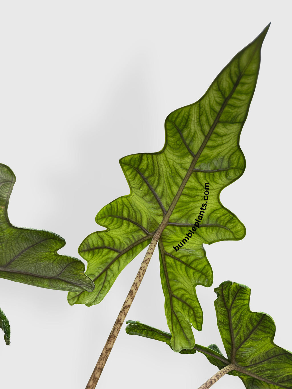 Alocasia Jacklyn