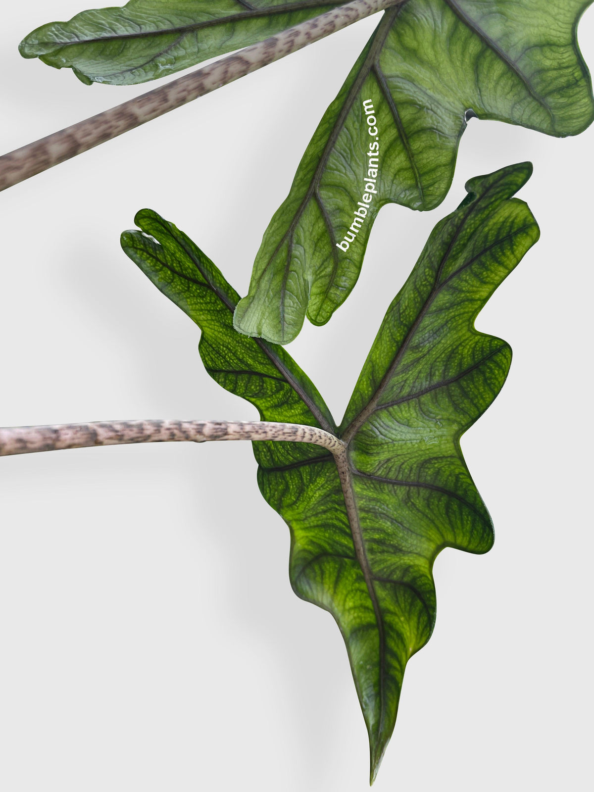 Alocasia Jacklyn