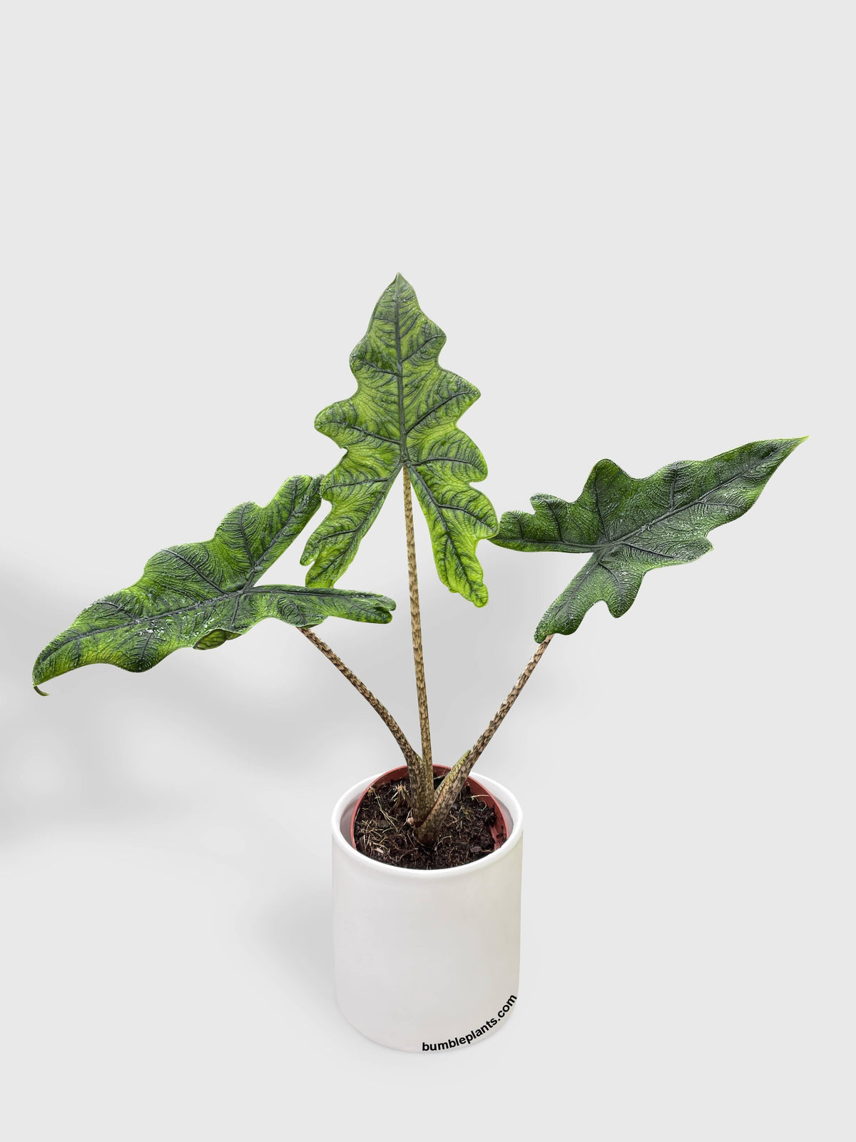 Alocasia Jacklyn