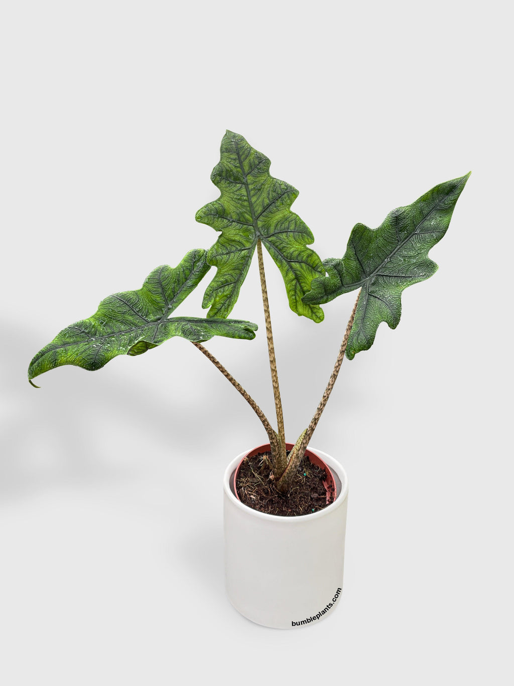 Alocasia Jacklyn