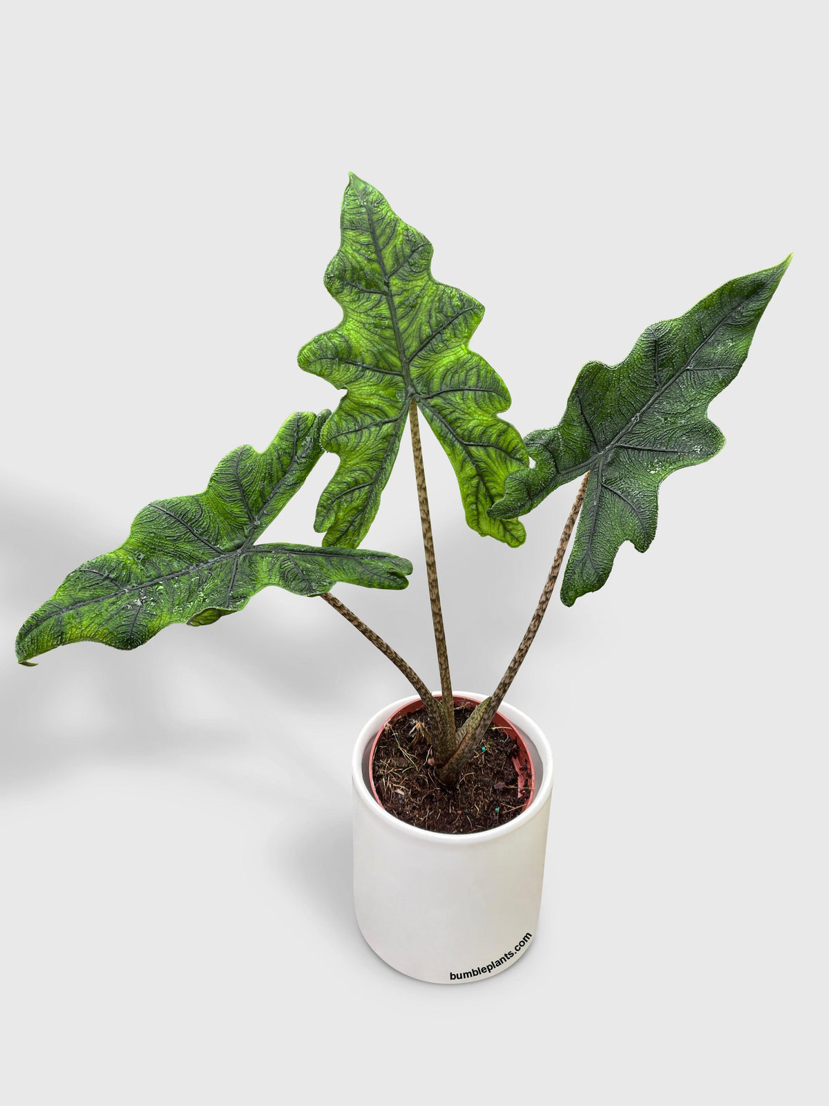 Alocasia Jacklyn