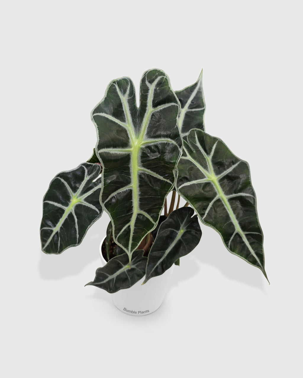 Alocasia Polly 'African Mask'