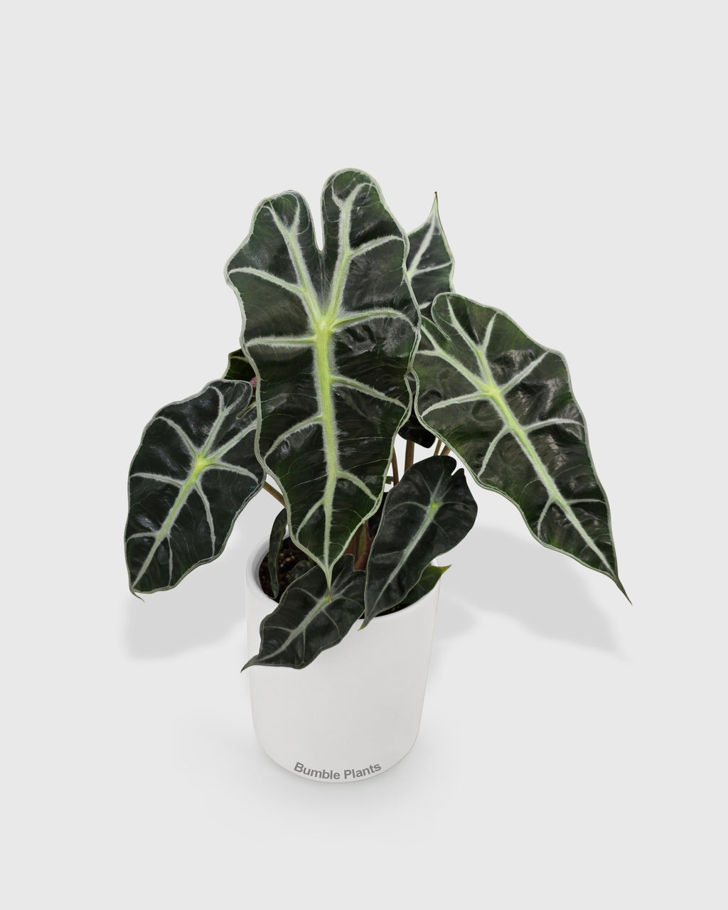 Alocasia Polly 'African Mask'