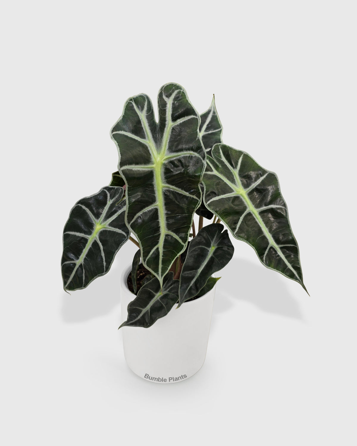 Alocasia Polly 'African Mask'